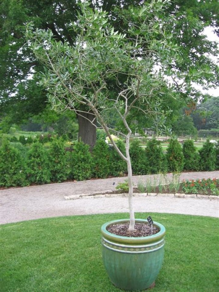 How often should you water olive trees in pots?