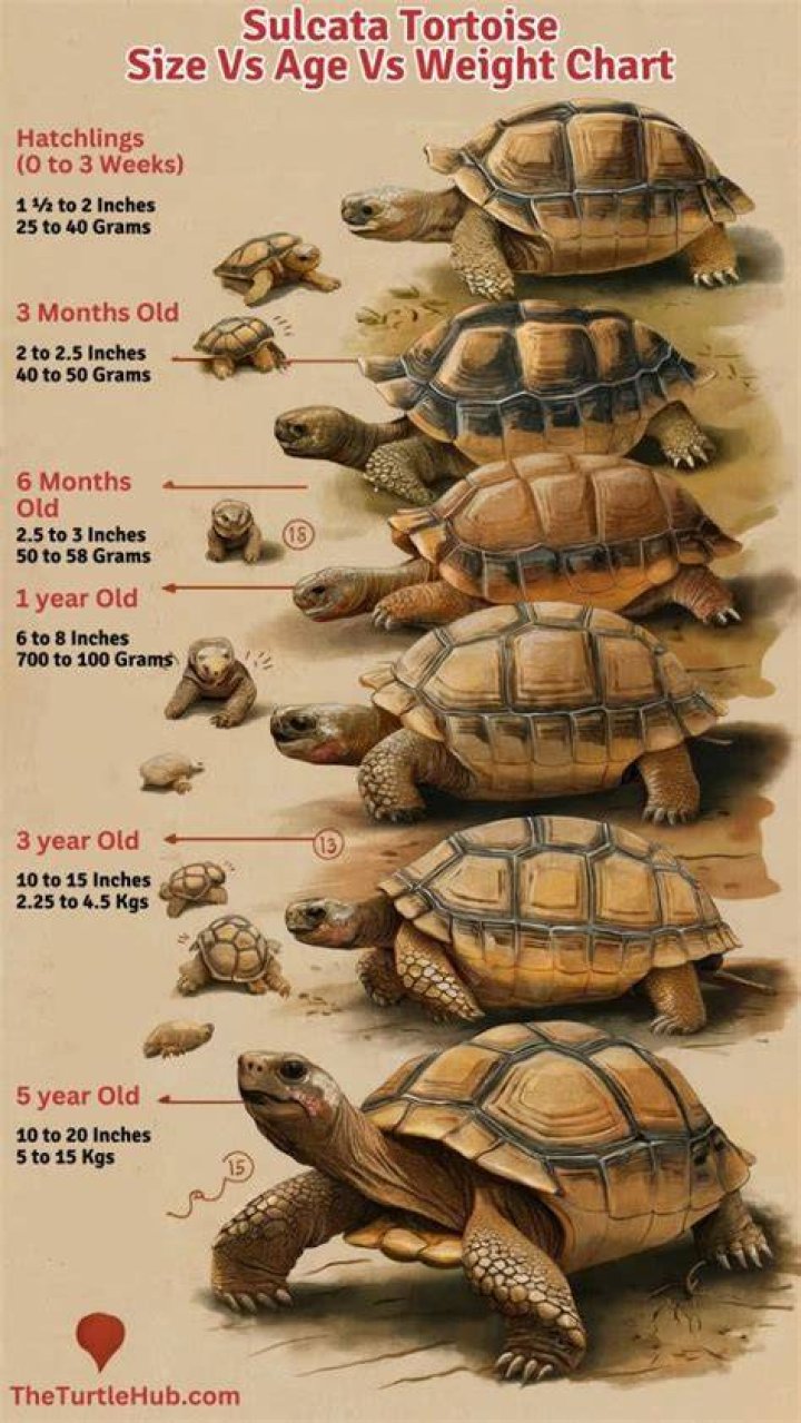 How old does a tortoise have to be to breed?