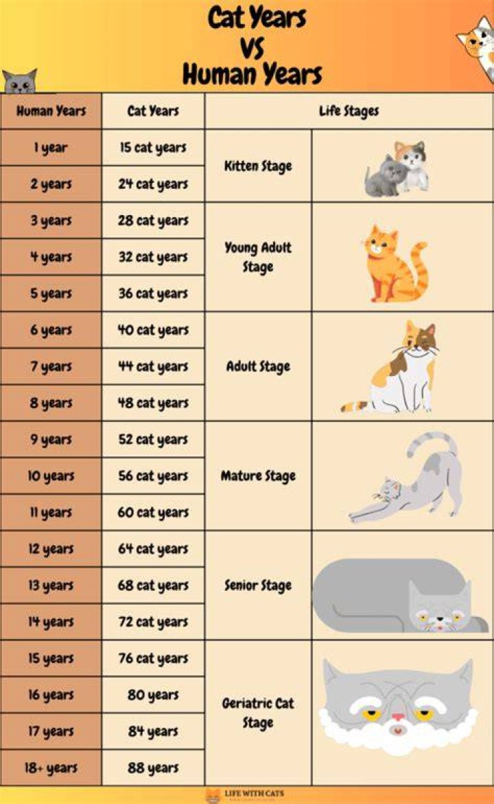How old is a 10 year old cat in human years?