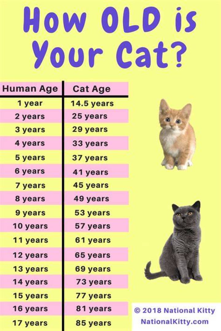 How old is a 15 year old cat?