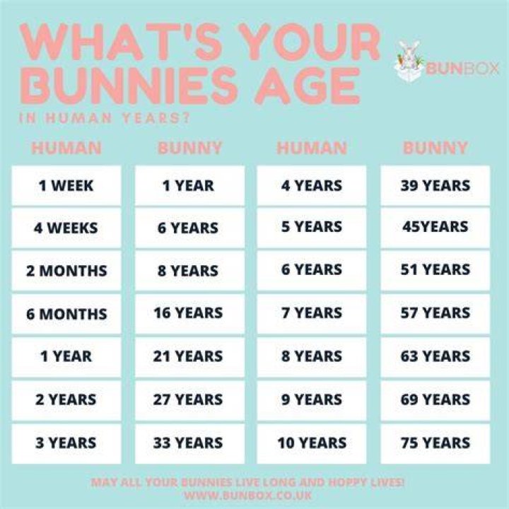 How old is my rabbit in human years?