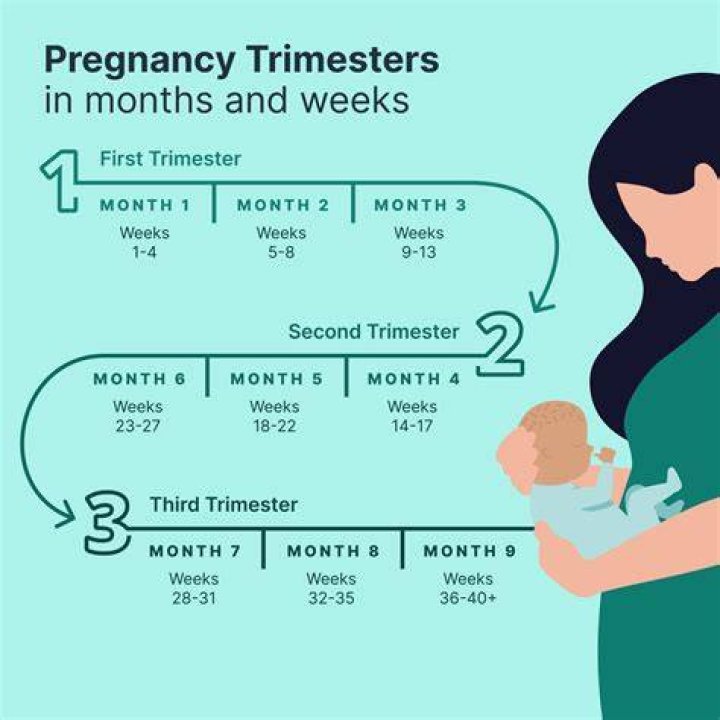 How pregnancy trimesters are divided?