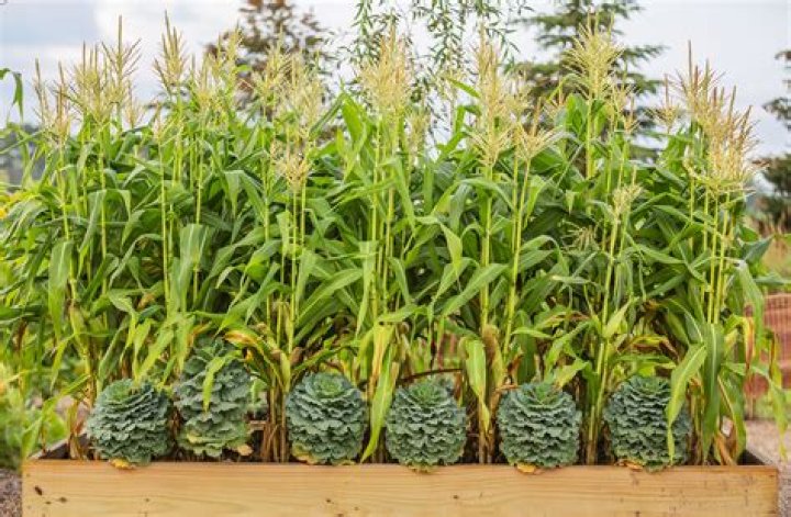 How tall can a corn plant get?