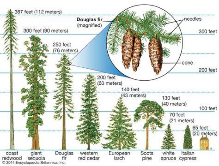 How tall do Douglas firs grow?