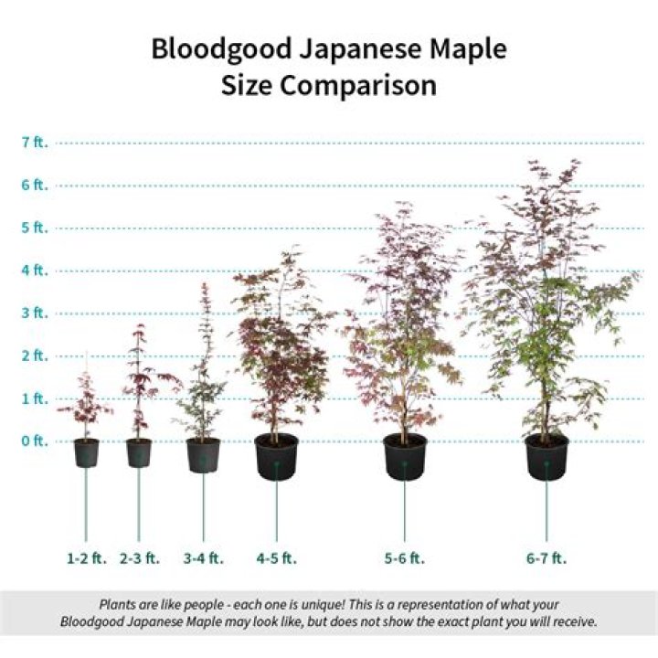 How tall does a Japanese red maple grow?