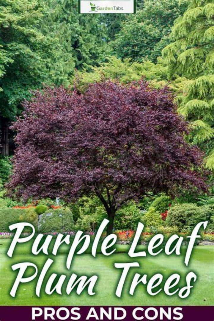 How tall does a purple leaf plum tree get?