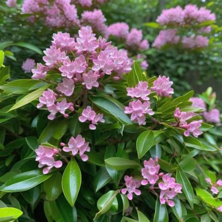 How tall does mountain laurel grow?