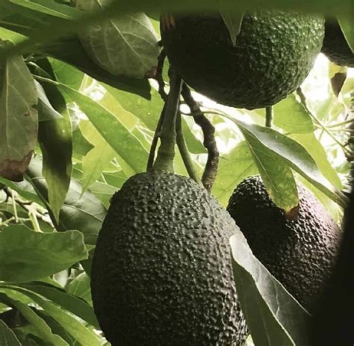 How tall is a Lamb Hass avocado tree?