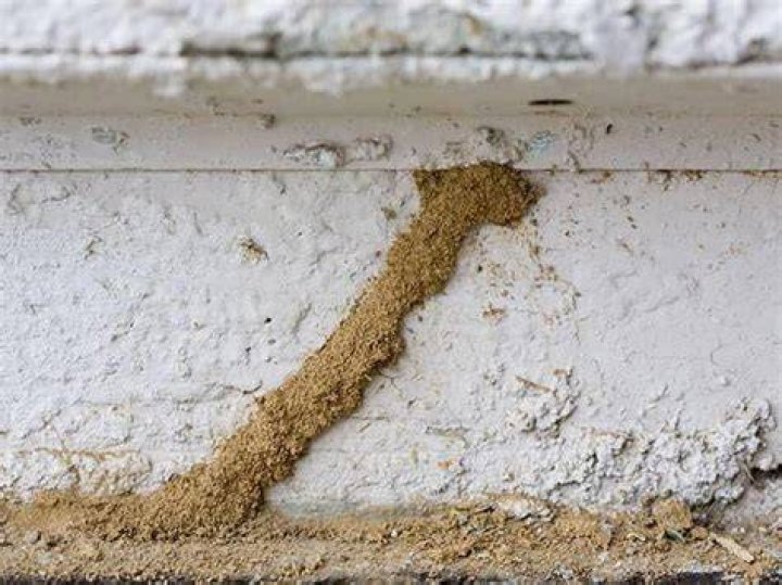 How termites build their house?