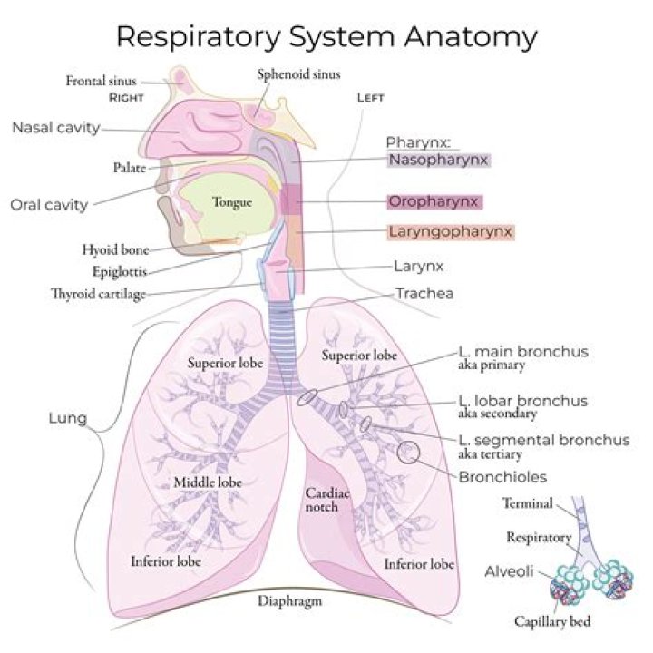 How the nose works in the respiratory system?