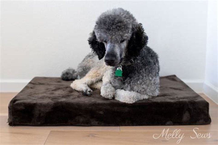 How thick should a dog bed be?