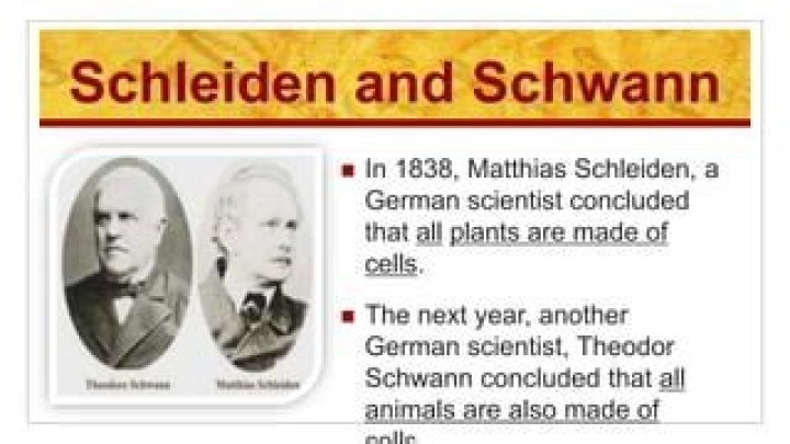 How were the discoveries of Schleiden and Schwann alike?