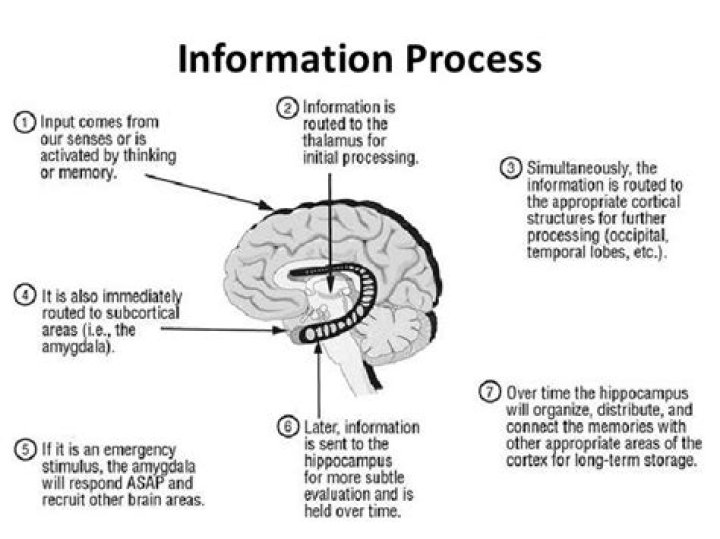 How your brain processes information?