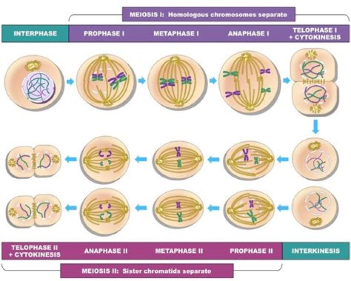 In what stage of meiosis do the centromeres separate?