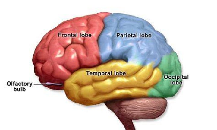 In which cerebral lobe is frontal parietal?