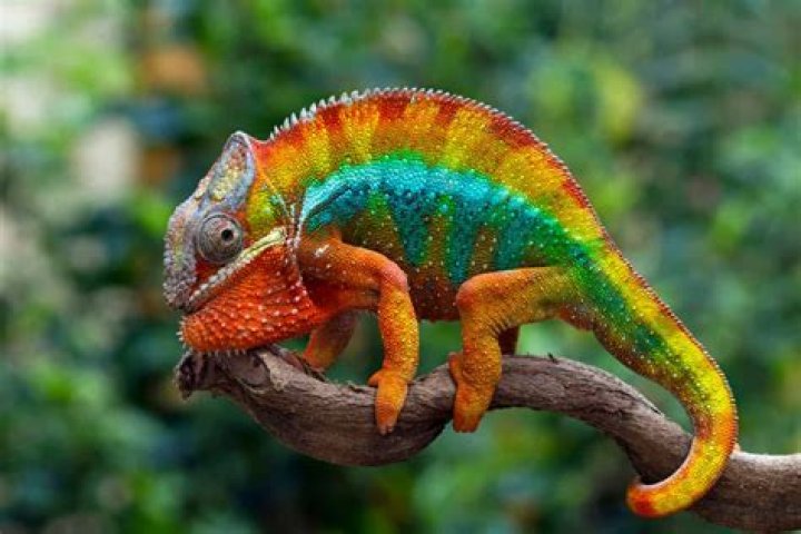 Is a chameleon a good pet for a child?