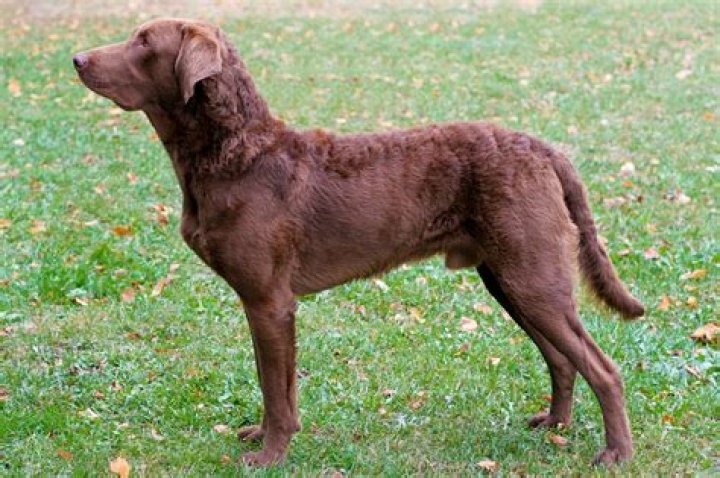 Is a Chesapeake Bay retriever a lab?