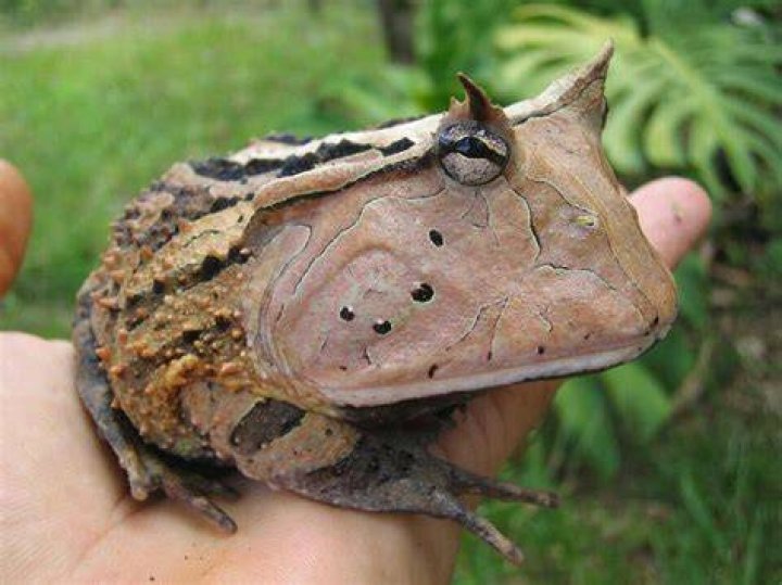 Is a horned toad a frog?