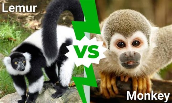 Is a lemur related to a monkey?