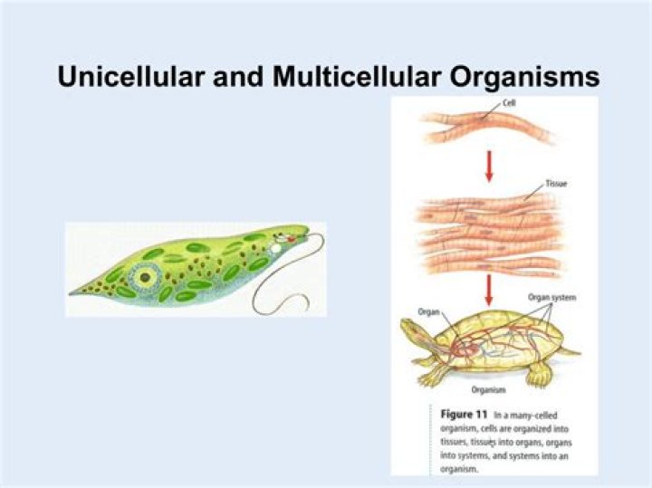 Is a pond organism unicellular?