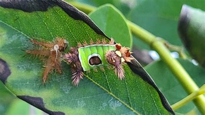 Is a saddleback caterpillar poisonous?