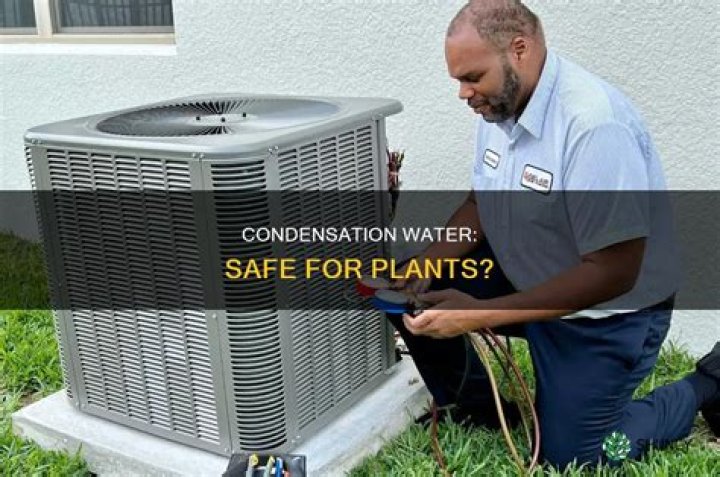 Is AC condensation safe for plants?