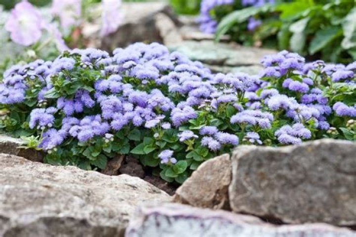 Is ageratum a perennial? | ContextResponse.com