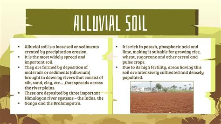 Is alluvial soil rich in phosphorus?