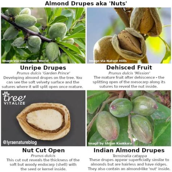 Is almond a fruit or a nut?