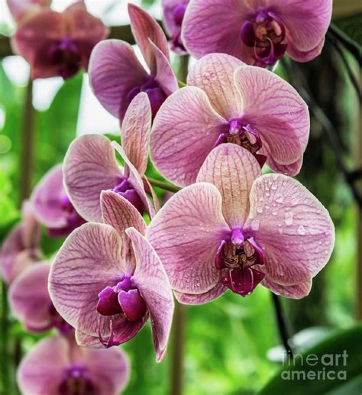 Is an orchid a tropical flower?
