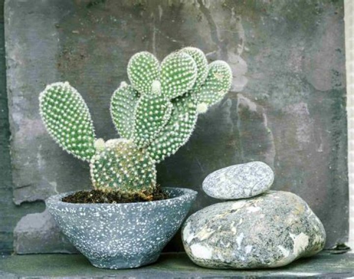 Is Cactus good inside the office?