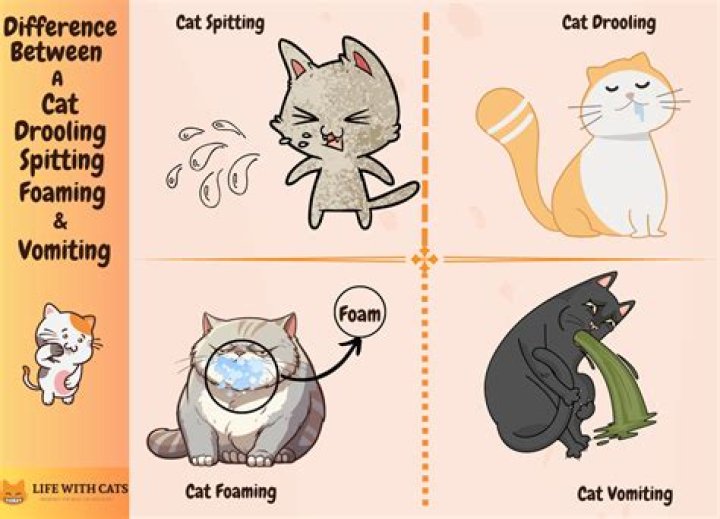 Is Cat Spit dangerous? | ContextResponse.com