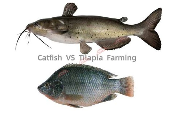 Is Catfish better than tilapia?