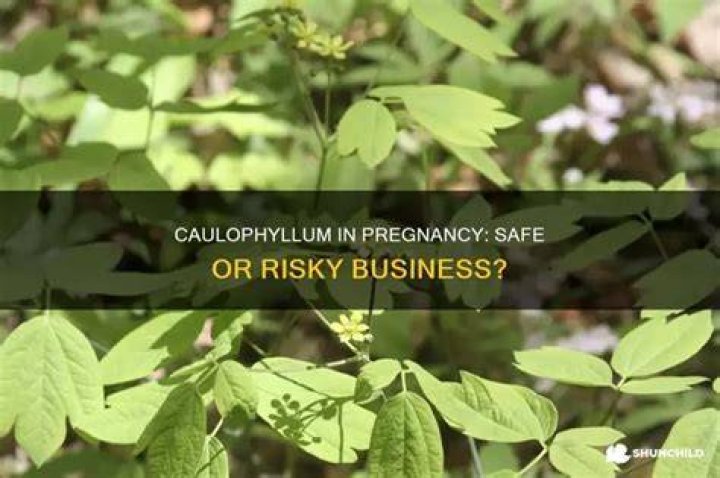Is caulophyllum safe in pregnancy?