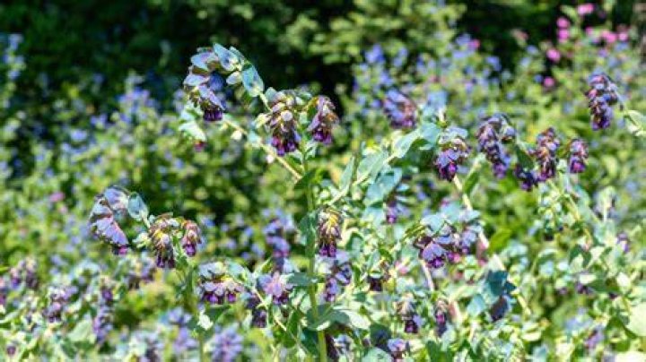 Is Cerinthe a perennial? | ContextResponse.com