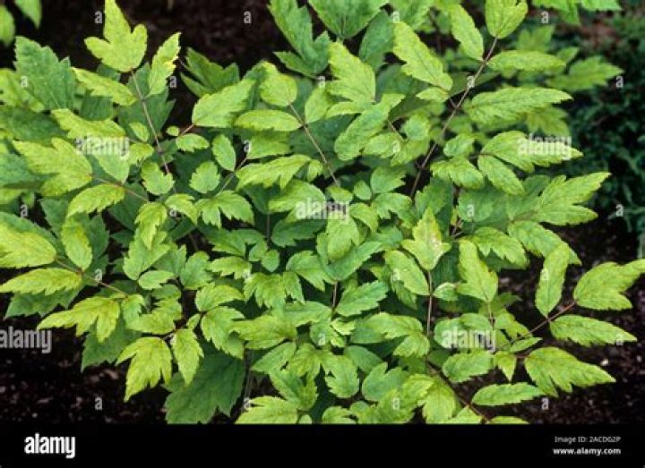 Is Cimicifuga poisonous? | ContextResponse.com