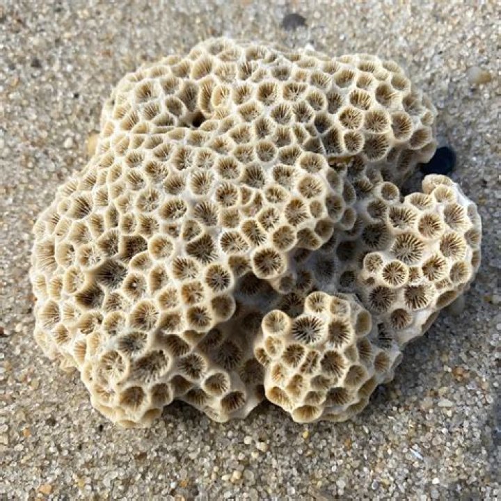 Is Coral a fossil? | ContextResponse.com
