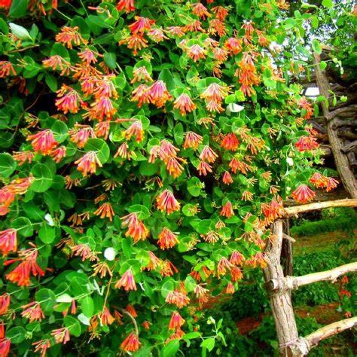 Is coral honeysuckle poisonous? | ContextResponse.com