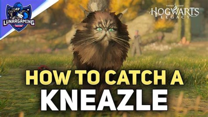 Is Crookshanks a Kneazle? | ContextResponse.com