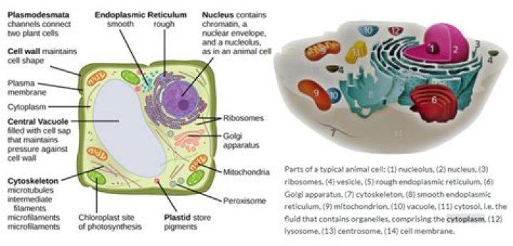 Is cytosol in plant and animal cells?