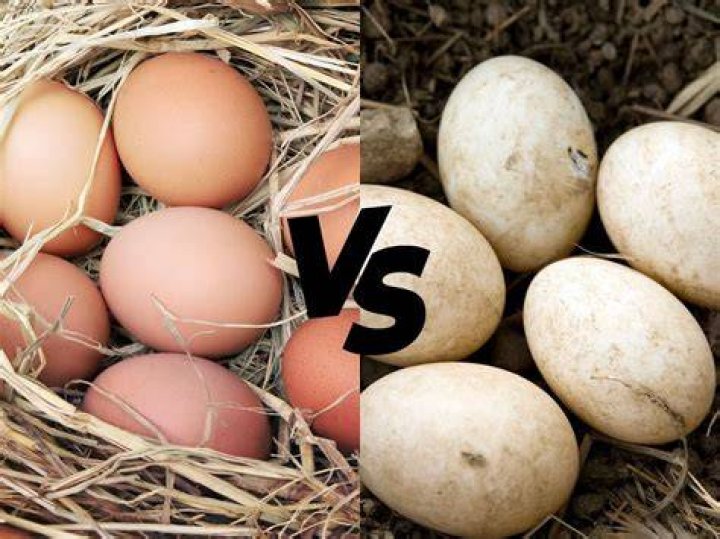 Is duck tougher than chicken?