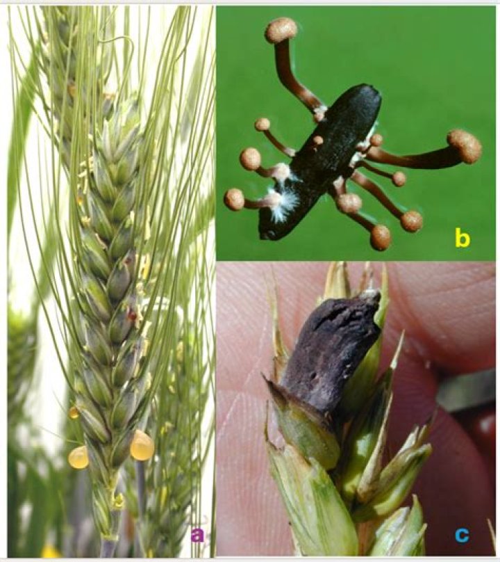Is ergot a mushroom? | ContextResponse.com