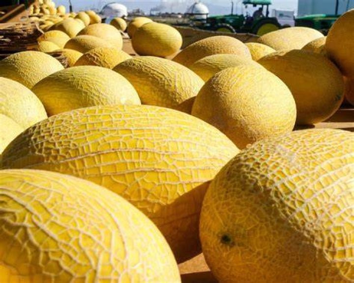 Is Galia melon good for you?