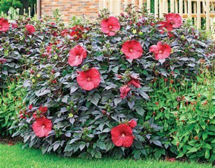 Is hibiscus plants perennial? | ContextResponse.com