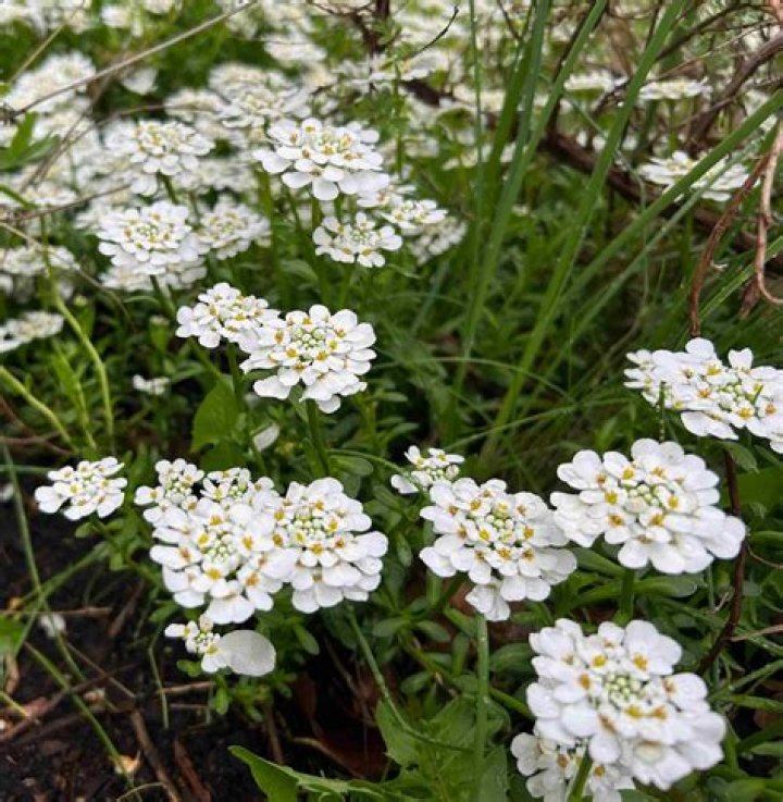 Is Iberis the same as candytuft?