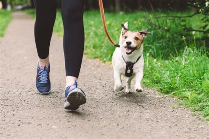 Is it bad that I don't walk my dog?