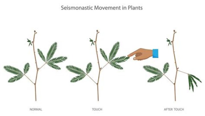 Is it bad to touch Mimosa pudica?