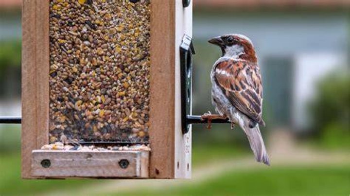 Is it illegal to feed birds in PA?