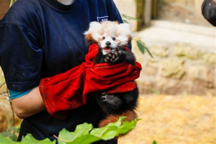 Is it illegal to have a red panda as a pet?