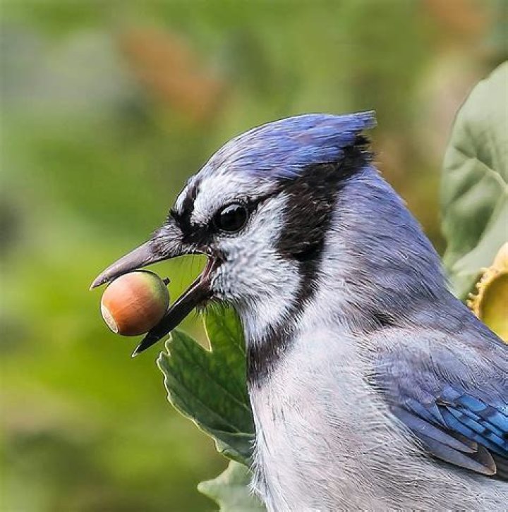 Is it illegal to keep Blue Jays?